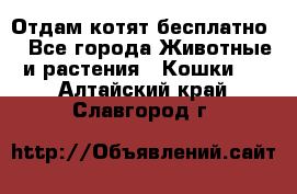 Отдам котят бесплатно  - Все города Животные и растения » Кошки   . Алтайский край,Славгород г.